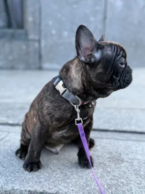 Szczenię Buldog Francuski samiec 4