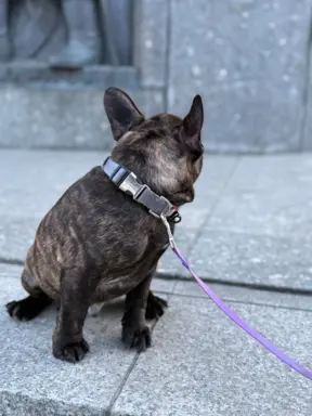 Szczenię Buldog Francuski samiec 5