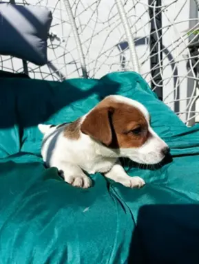 Wzorcowe Jack Russell terrier piękny exterrier gładkie 2