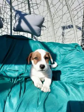 Wzorcowe Jack Russell terrier piękny exterrier gładkie 6