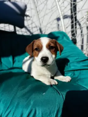 Wzorcowe Jack Russell terrier piękny exterrier gładkie 1