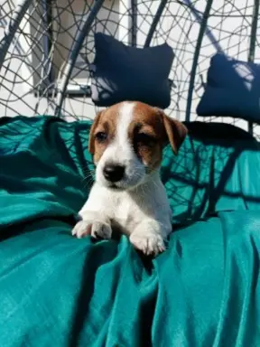 Wzorcowe Jack Russell terrier piękny exterrier gładkie 4