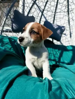 Wzorcowe Jack Russell terrier piękny exterrier gładkie 3