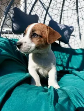 Wzorcowe Jack Russell terrier piękny exterrier gładkie 8