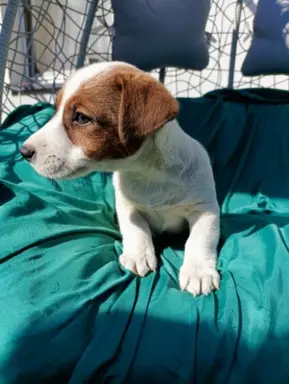 Wzorcowe Jack Russell terrier piękny exterrier gładkie 5