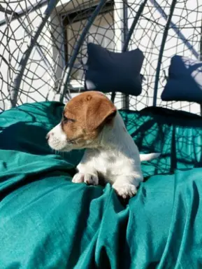 Wzorcowe Jack Russell terrier piękny exterrier gładkie 7