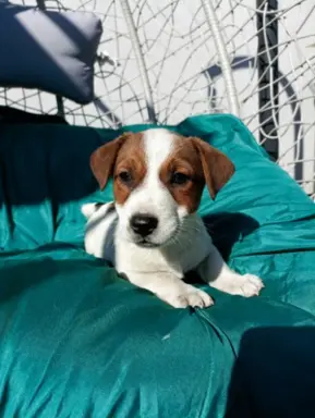 Wzorcowe Jack Russell terrier piękny exterrier gładkie 9