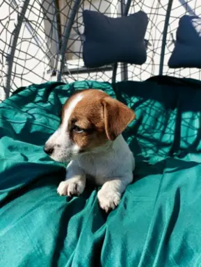 Wzorcowe Jack Russell terrier piękny exterrier gładkie 10