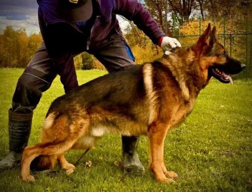 Owczarek niemiecki ZKwP 7