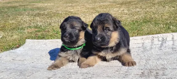 Owczarek niemiecki ZKwP 2