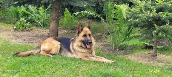 Owczarek niemiecki ZKwP 8