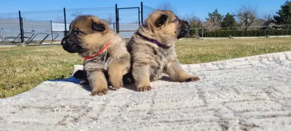 Owczarek niemiecki ZKwP 3