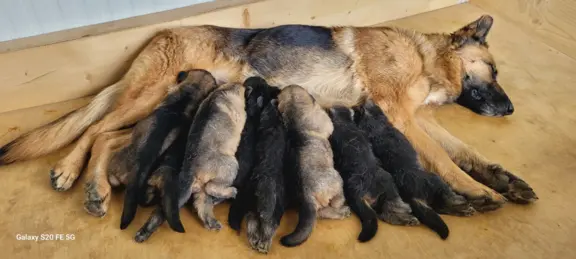 Owczarek niemiecki ZKwP 5