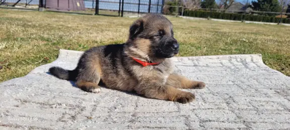 Owczarek niemiecki ZKwP 1