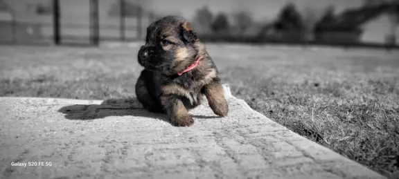 Owczarek niemiecki ZKwP 6