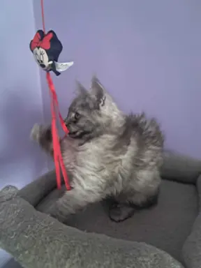 Kocur srebrny dymny wyjątkowy Apollo Złoty Pazur*PL 3