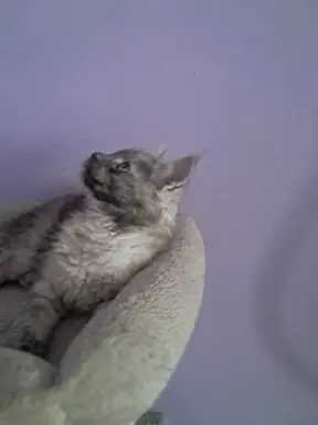 Kocur srebrny dymny wyjątkowy Apollo Złoty Pazur*PL 4