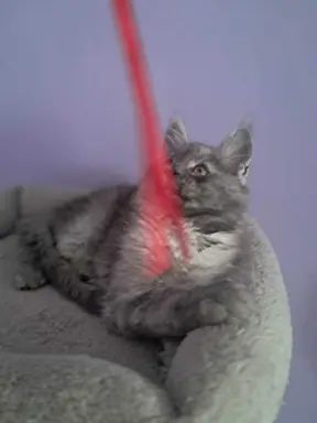 Kocur srebrny dymny wyjątkowy Apollo Złoty Pazur*PL 5