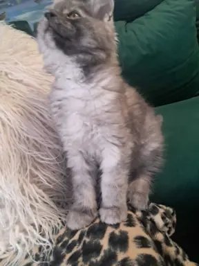 Kocur srebrny dymny wyjątkowy Apollo Złoty Pazur*PL 7