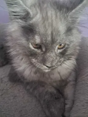 Kocur srebrny dymny wyjątkowy Apollo Złoty Pazur*PL 8