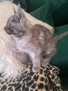 Kocur srebrny dymny wyjątkowy Apollo Złoty Pazur*PL 9