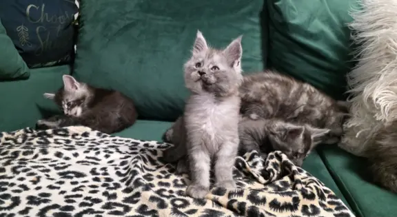 Kocur srebrny dymny wyjątkowy Apollo Złoty Pazur*PL 1