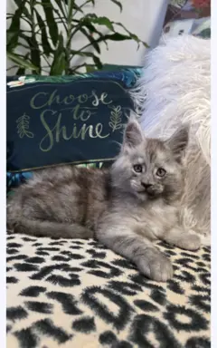 Kocur srebrny dymny wyjątkowy Apollo Złoty Pazur*PL 2