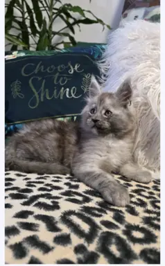 Kocur srebrny dymny wyjątkowy Apollo Złoty Pazur*PL 10