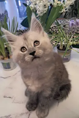 Kocur srebrny dymny Aramis Złoty Pazur*PL 1