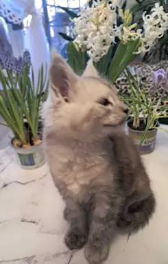 Kocur srebrny dymny Aramis Złoty Pazur*PL 2