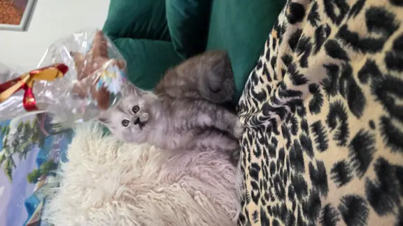 Kocur srebrny dymny Aramis Złoty Pazur*PL 4