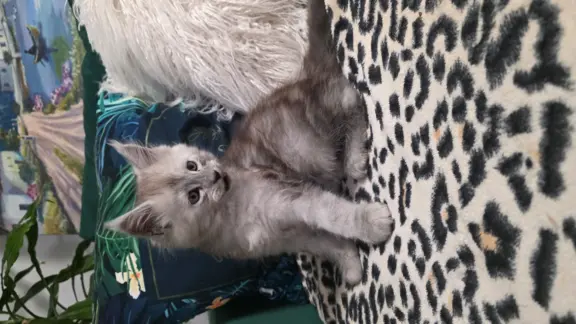 Kocur srebrny dymny Aramis Złoty Pazur*PL 5