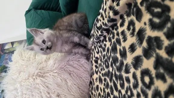 Kocur srebrny dymny Aramis Złoty Pazur*PL 7