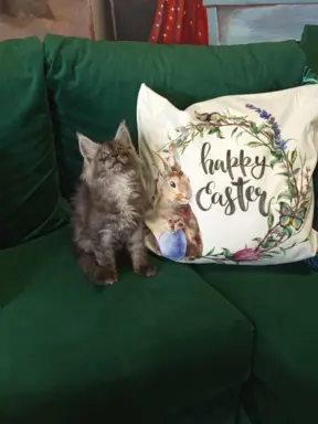 Kotka niebieska dymna Aurora Złoty Pazur*PL 3