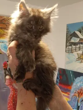 Kotka niebieska dymna Aurora Złoty Pazur*PL 4