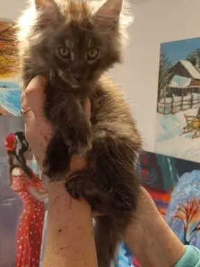 Kotka niebieska dymna Aurora Złoty Pazur*PL 6