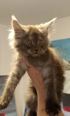 Kotka niebieska dymna Aurora Złoty Pazur*PL 7