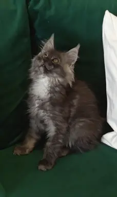 Kotka niebieska dymna Aurora Złoty Pazur*PL 2