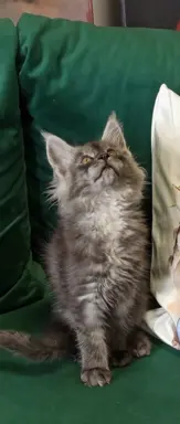 Kotka niebieska dymna Aurora Złoty Pazur*PL 1