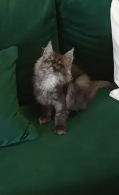 Kotka niebieska dymna Aurora Złoty Pazur*PL 5