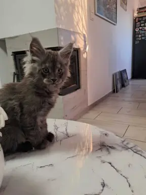 Kocur niebieski dymny Armando Złoty Pazur*PL 1