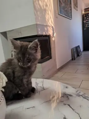 Kocur niebieski dymny Armando Złoty Pazur*PL 2