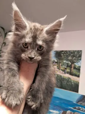 Kocur niebieski dymny Armando Złoty Pazur*PL 3