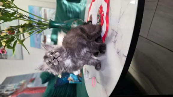 Kocur niebieski dymny Armando Złoty Pazur*PL 4