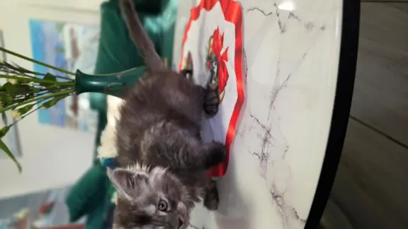 Kocur niebieski dymny Armando Złoty Pazur*PL 5