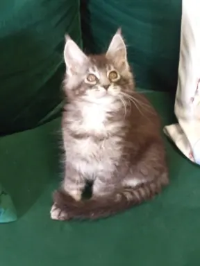 Kocur pręgowany niebieski dymny Archimedes Złoty Pazur*PL 3