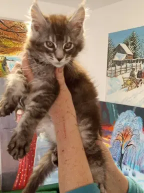 Kocur pręgowany niebieski dymny Archimedes Złoty Pazur*PL 4