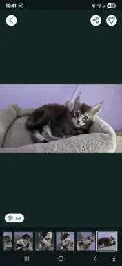 Kocur pręgowany niebieski dymny Archimedes Złoty Pazur*PL 2