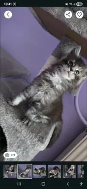 Kocur pręgowany niebieski dymny Archimedes Złoty Pazur*PL 1