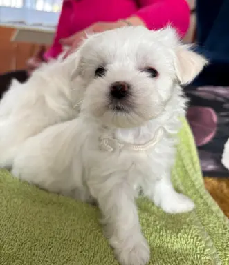 Cudowny maltanczyk 4